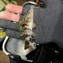 メバリング。。。?