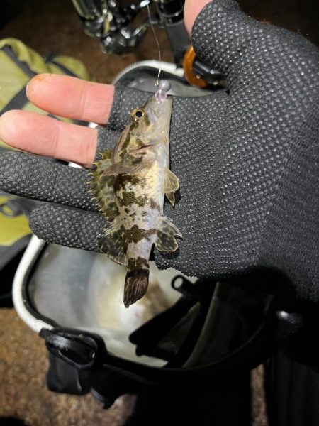 メバリング。。。?