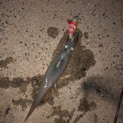 爆釣の道は遠い……