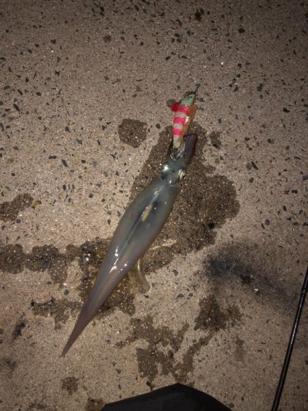 爆釣の道は遠い……