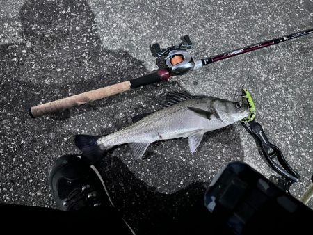 狙い通り！ちゃんとやれば二投目で釣れる！