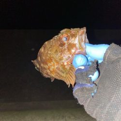 良型カサゴばかり