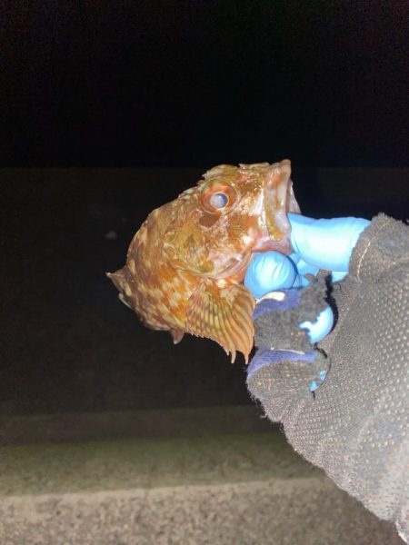 良型カサゴばかり