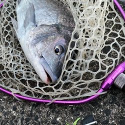 極寒激渋チニング！