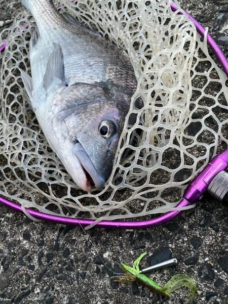 極寒激渋チニング！