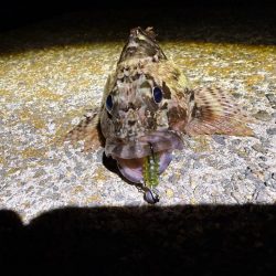 久しぶりにガシリング