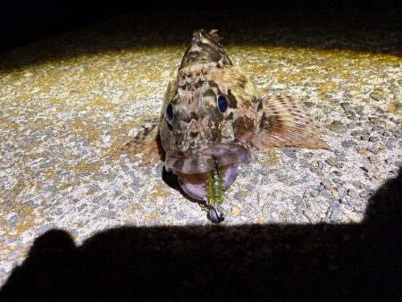 久しぶりにガシリング