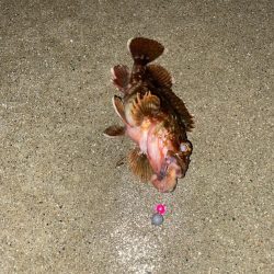 外道の1500gマダコ釣れた