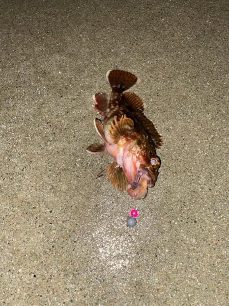 外道の1500gマダコ釣れた