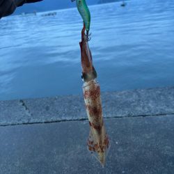 【小浜〜三方】2年ぶりヤリイカ狙いDay2