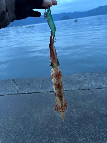 【小浜〜三方】2年ぶりヤリイカ狙いDay2