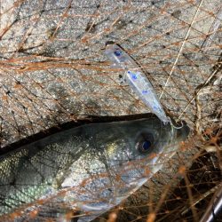 バレンタインデーフィッシュ‼️