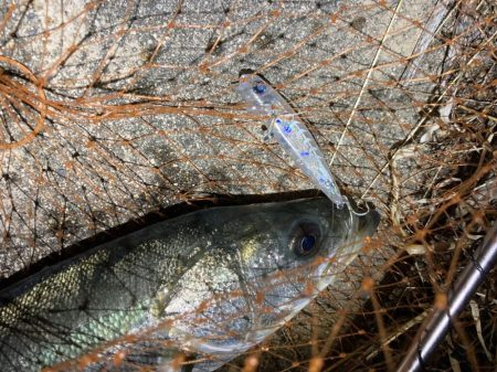 バレンタインデーフィッシュ‼️