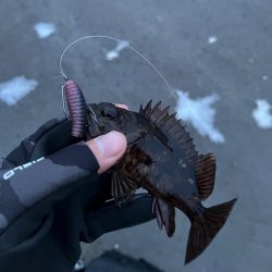 根魚ライトゲーム