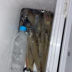 初釣りはヤリイカ(*´꒳`*)