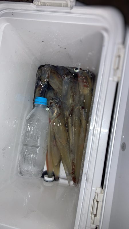 初釣りはヤリイカ(*´꒳`*)