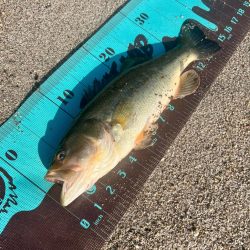 釣れたのか？🐟