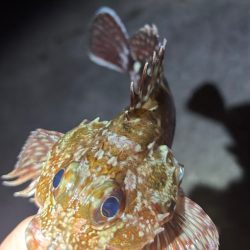 極寒のなかガシリング