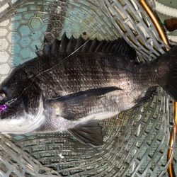 好調！　チヌジギング