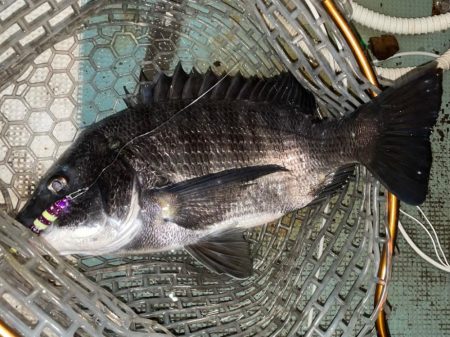 好調！　チヌジギング