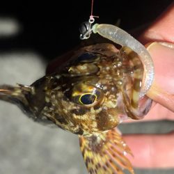 鯵は何処へ・・・