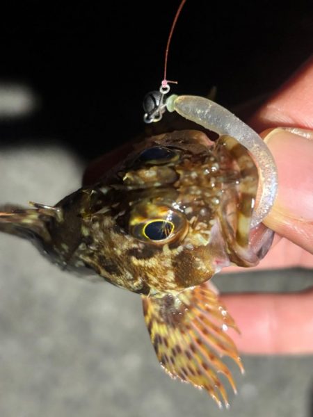 鯵は何処へ・・・