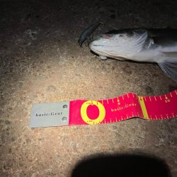 干潮でシーバスのアタックが美しく