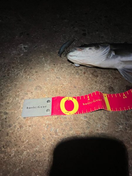 干潮でシーバスのアタックが美しく