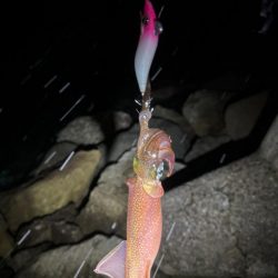 降雪ヤリイカ狙い