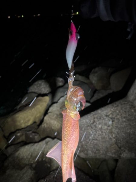 降雪ヤリイカ狙い