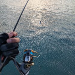 福田漁港   激渋朝まづめアジング