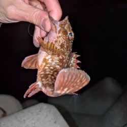 雨天ライトゲーム