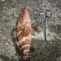 カサゴ祭ん🥹‪