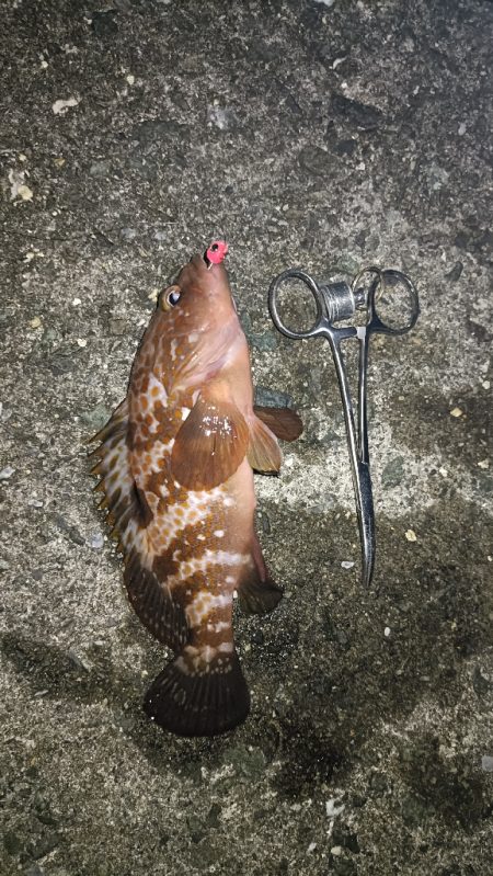 カサゴ祭ん🥹‪