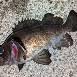 カサゴ＆メバル