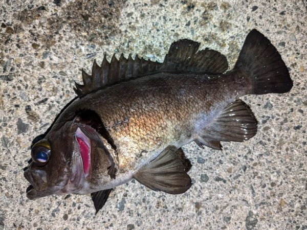 カサゴ＆メバル