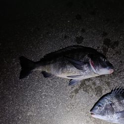 2/7釣果のっこみチヌ