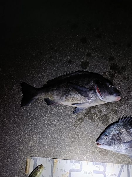 2/7釣果のっこみチヌ