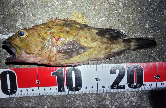 デカガシラ＆今シーズンもありがとタチウオ