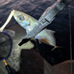 陸っぱり釣行記