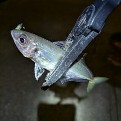 陸っぱり釣行記