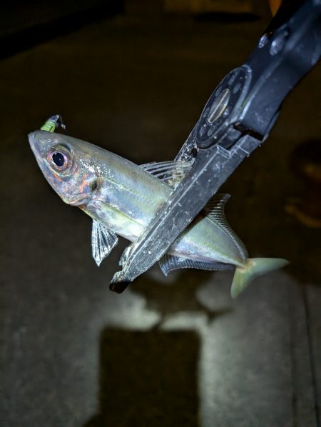 陸っぱり釣行記