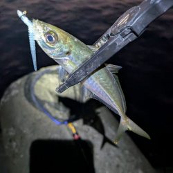 陸っぱり釣行記