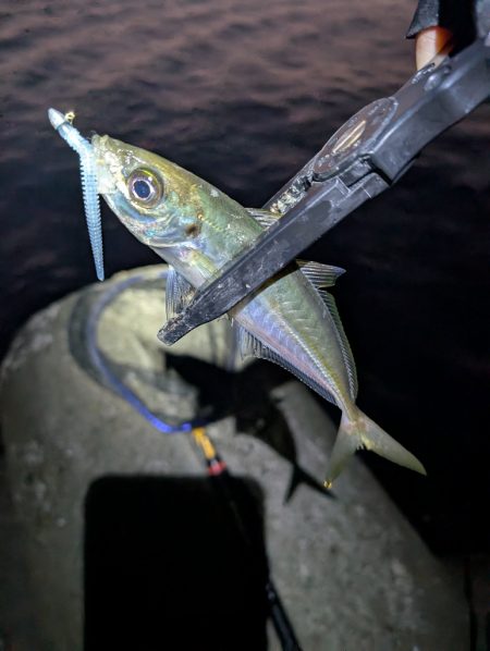 陸っぱり釣行記