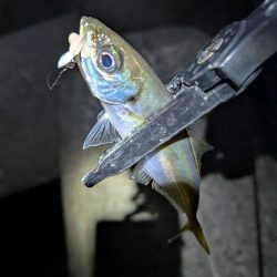 陸っぱり釣行記