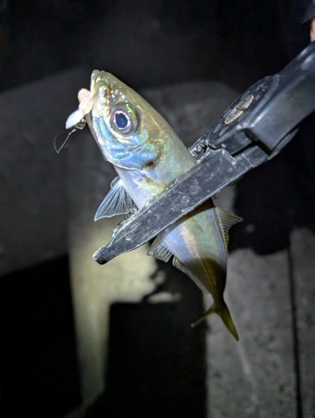 陸っぱり釣行記