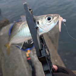 陸っぱり釣行記