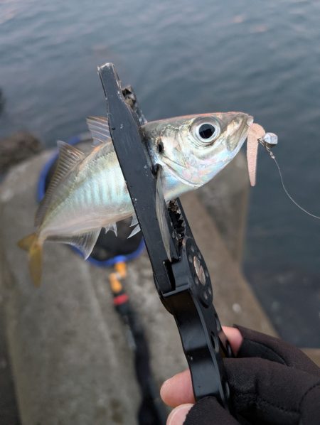 陸っぱり釣行記