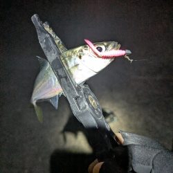 陸っぱり釣行記