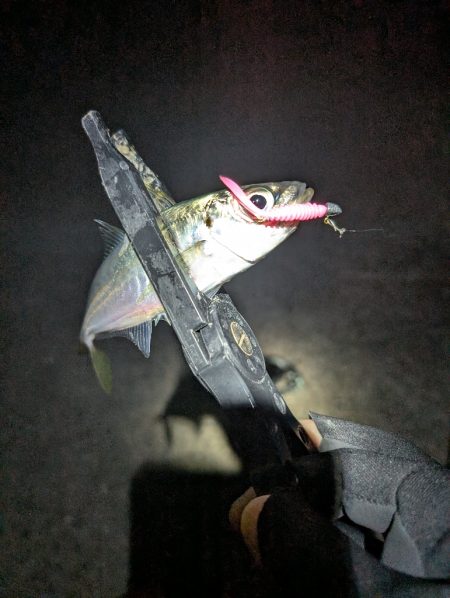 陸っぱり釣行記